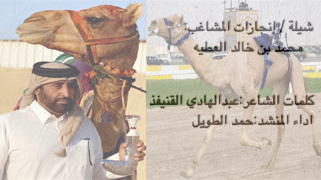 شيلة انجازات هجن/ المشاغب:محمد بن خالد العطيه كلمات الشاعر: عبدالهادي القنيفذ اداء المنشد:حمد الطويل