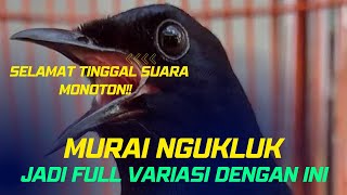 Murai Ngukluk Terus Harus Coba Cara Ini Biar Banyak Variasi Isian