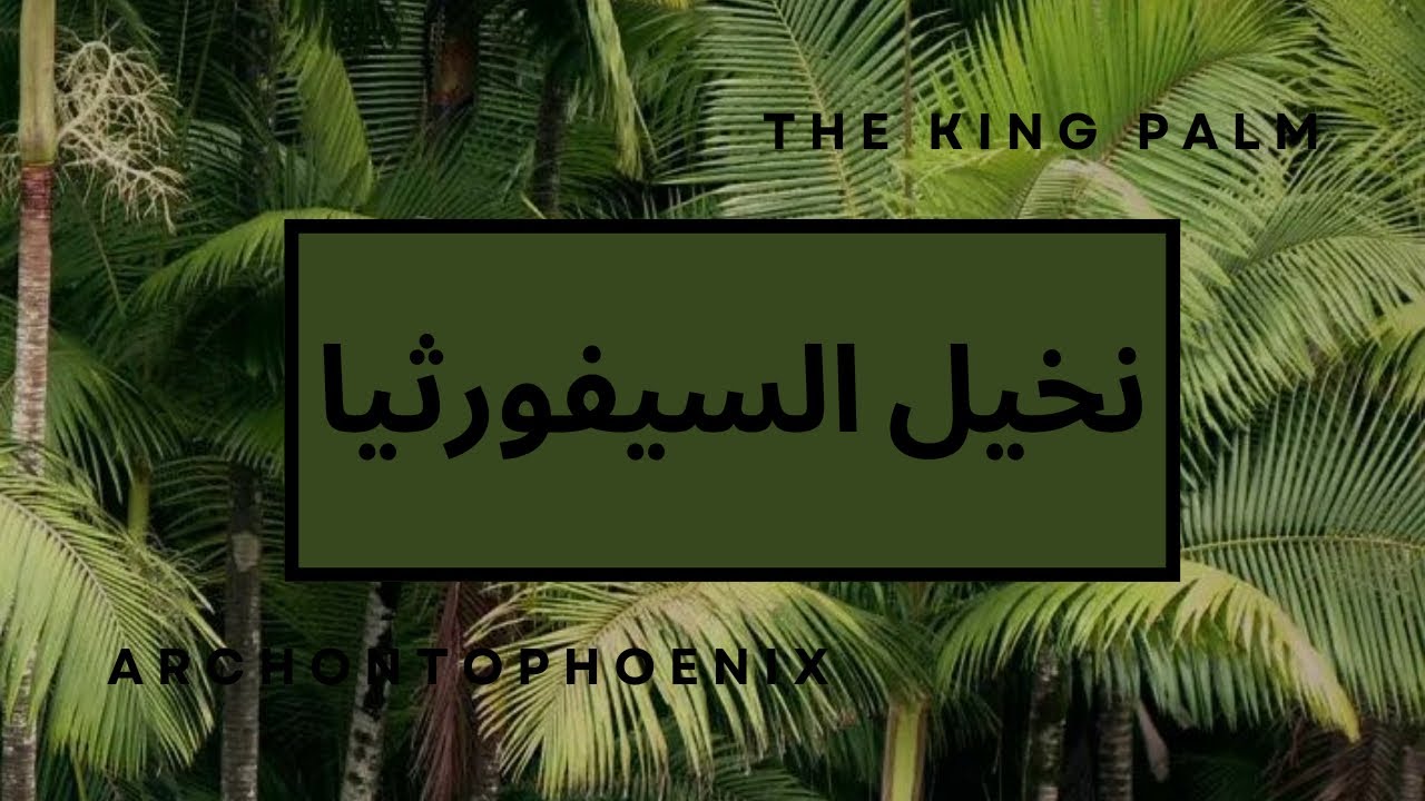 E0032 Archontophoenix genus (king palm tree)نخيل السيفورثيا او الاريكا الخضراء￼