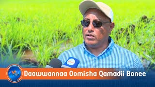 Buunoo Baddalleetti Oomishni Qamadii Bonee Daawwatame