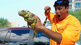 This Iguana Destroyed my Car!