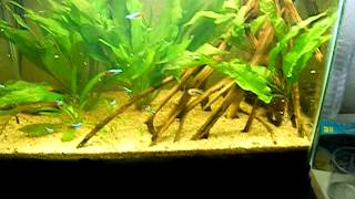 A Look At The 55 Gallon Update