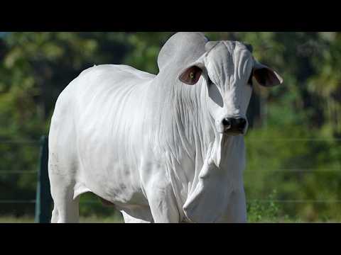 LOTE 83 - CSCN 23093