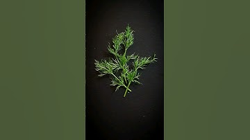 Укроп под микроскопом #macro_captures #macrozoom #micro #macroworld