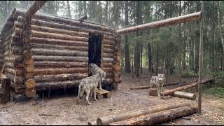 3 Days in a Log Cabin: Pouring Rain, Hungry wolves! We continue construction
