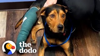 Dog Found Wandering Near Busy Road Rescued Just In Time | The Dodo by The Dodo 2 weeks ago 3 minutes, 29 seconds 370,649 views