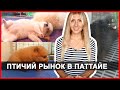 РЫНОК ЖИВОТНЫХ В ТАЙЛАНДЕ - КОТЯТА, ЩЕНКИ, ГРЫЗУНЫ ☼