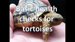 Basic health checks for tortoises | happytortoises