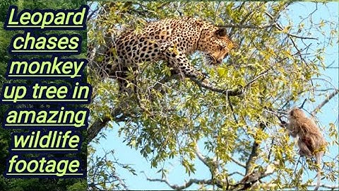 Leopard Chases monkey up tree in amazing wildlife footage || Geographical Reveal