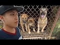 NTN - Cứu Các Chú Chó Trong Lò Mổ (Rescuing Dogs From The Slaughterhouse)