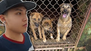 NTN  Cứu Các Chú Chó Trong Lò Mổ (Rescuing Dogs From The Slaughterhouse)