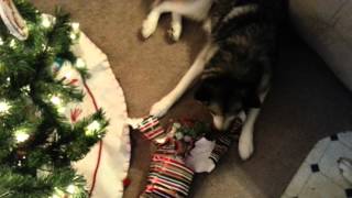 dogs love xmas too!!!!