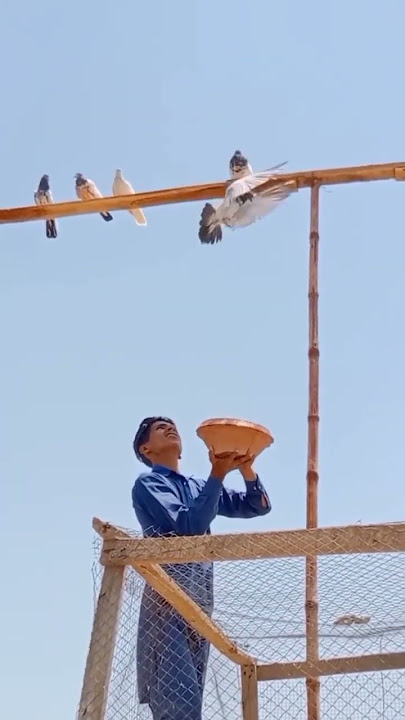 chri mari pigeons      #pigeons #kabotar #kabootar #kabootarbazi