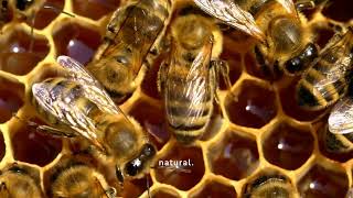 Download Lagu qu pasara si desaparecieran las abejas MP3 Download Lagu qu pasara si desaparecieran las abejas MP3
