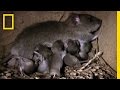 How Two Rats Become 15,000 in a Year | National Geographic
