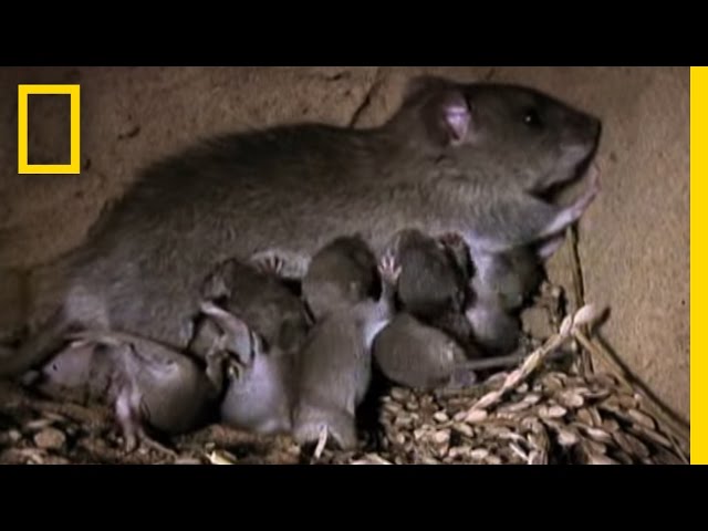 How Two Rats Become 15,000 in a Year | National Geographic class=