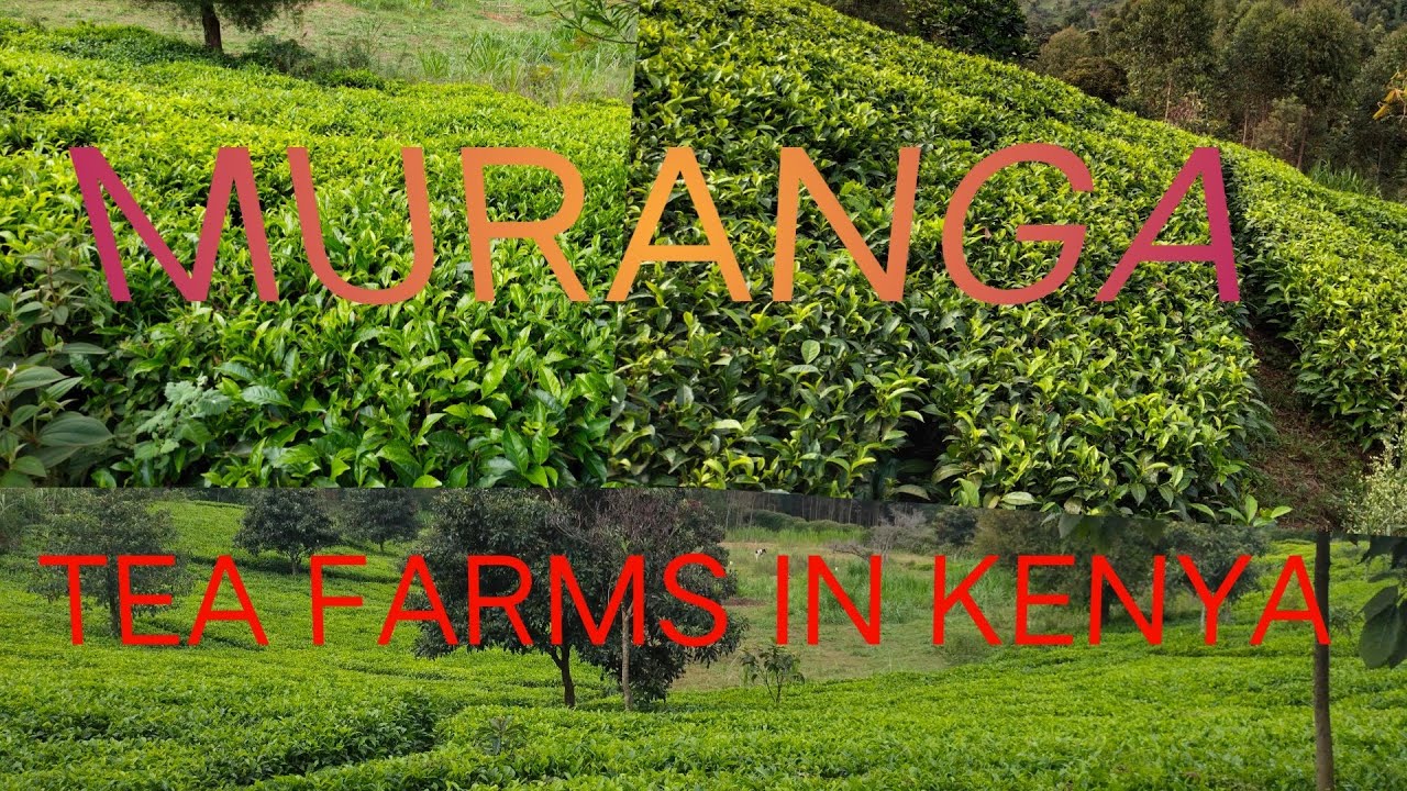 my experience in Tea farm in muranga county YouTube