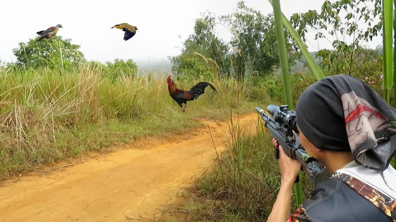 BERBURU AYAM HUTAN JAGO DI SPOT KUMPULAN BURUNG PUNAI...