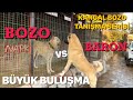 BARON KANGAL BOZONUN MEKANINA GİRİŞ YOLU ARIYOR