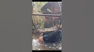 Thăm Lờ Dính Cá Trê Lai, Cá Lóc Đồng, Trong Rừng Tràm Nước #shorts #thămlờcá #cátrêlai #bắtcálócđồng