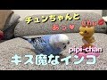 チュンちゃんとChu♡ キス魔なインコのピピ！ Kissaholic♡Parakeet! [#063]