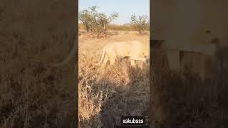 White Birmingham Male lion lions lionsofafrica krugernationalpark shorts animal wildlife