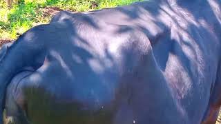 Tick removal from recued Cow. Ticks in dogs