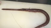 赤矢柄 あかやがら のさばき方 How To Filet Red Cornet Fish 日本さばけるプロジェクト 海と日本プロジェクト Youtube