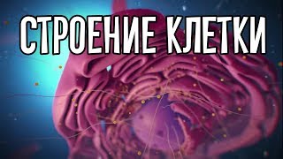 Структура животной и растительной клетки