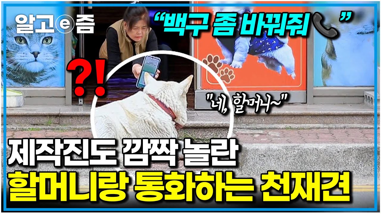 “개가 점잖아” 동네를 여유롭게 활보하는 커다란 덩치의 개. 말귀도 알아듣는 천재견. 할머니를 10년째 따라다니지만, 손길은 거부한다는데｜세상에 나쁜 개는 없다｜알고e즘
