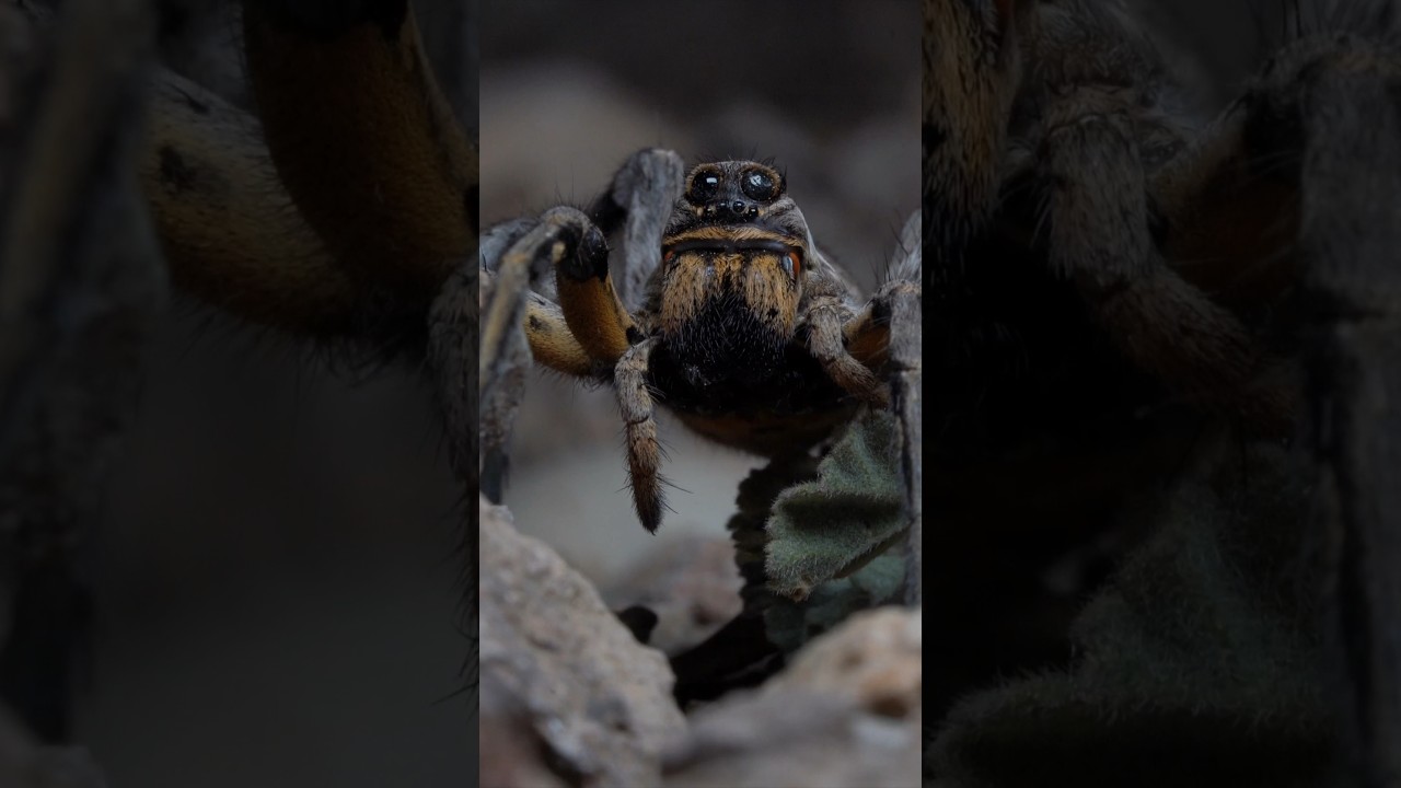 Rescate de una serpiente complicada de ver. Culebra de collar (Natrix astreptophora) 
