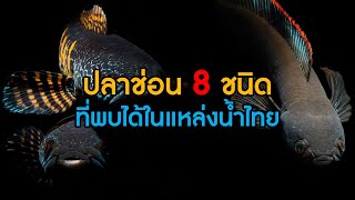 ปลาช่อน 8 ชนิด ที่สามารถพบได้ในธรรมชาติประเทศไทย