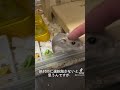 自作で作った方のが気に入ってますけど #ハムスター #ハムスターのいる生活 #小動物 #hamster #かわいい #ペット #cute