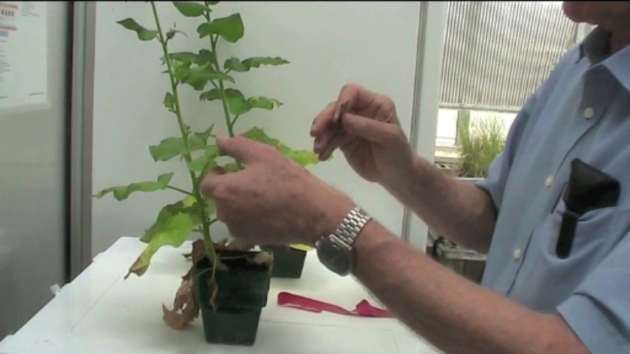 Manøvre fugtighed sympati How to inoculate viruses onto plants - YouTube