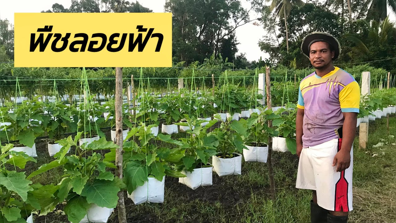 พืชลอยฟ้า! เขาปลูกกันยังไง?