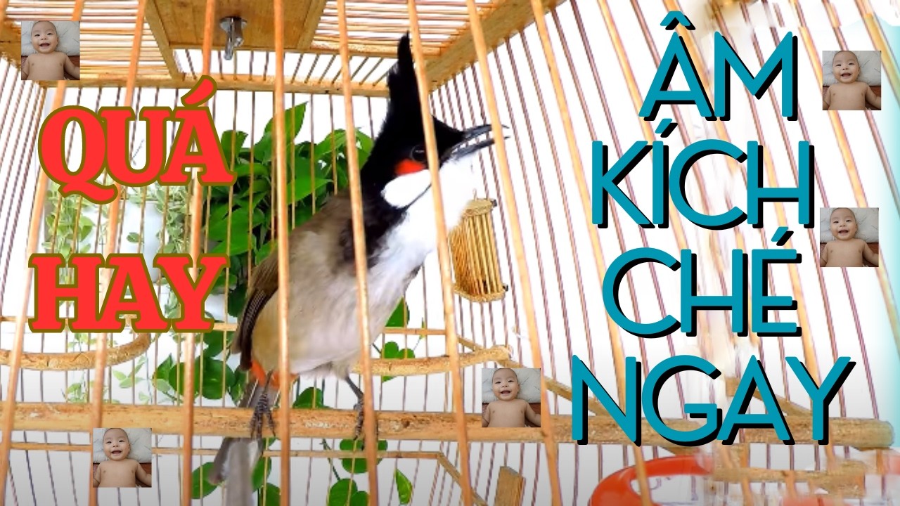 Kích Chào Mào Hót Đấu | Luyện Chào Mào Hót Sáng Kích Bổi Ra Giọng. Chào Mào Kích Trống Hót Căng Lửa