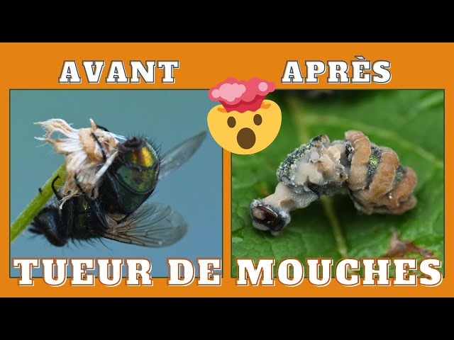 Le champignon tueur de mouches:: Entomophtora muscae 