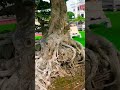 shots#bonsai#marinemystery Bonsai 100 Years Old – Rare Bonsai Masterpieces