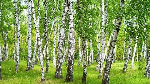 Beaver Paper - About Us