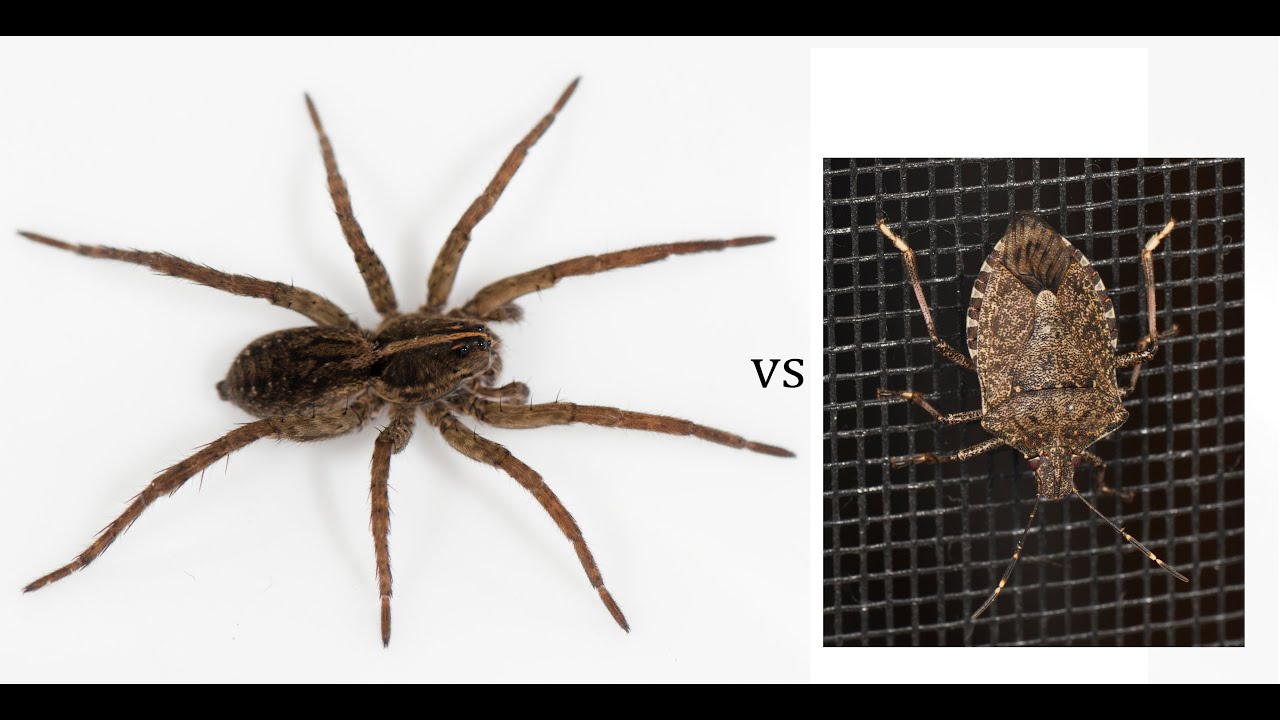 Tigrosa encounters stinkbug