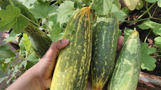Terrace Garden Cucumber | Cucumber More Kulambu | Moru Curry