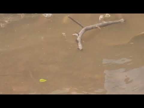 Shilaabo Oo Biyo Shabakeeyeen