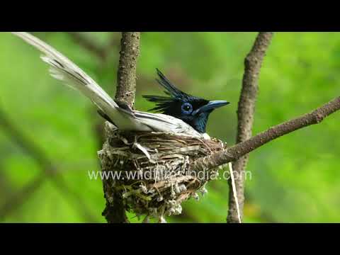 Elegant Paradise Flycatcher male sits on eggs in a small cup-like nest made of fibers