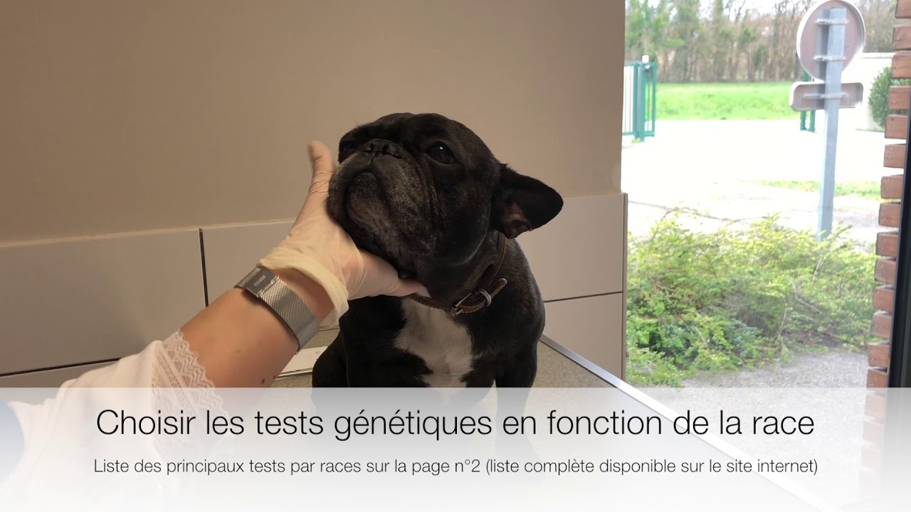 La Nourriture Bio Pour Chiens Au Banc Dessai Mon Chien Bio