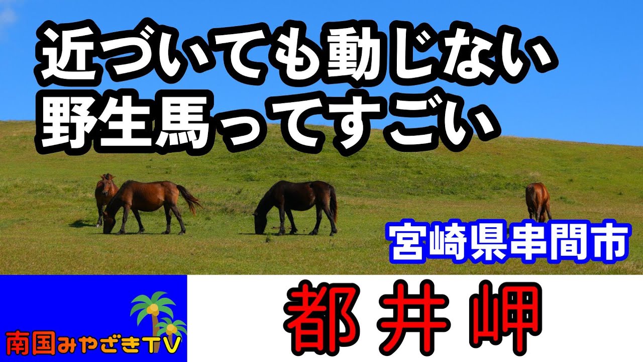 【絶景】都井岬　野生馬で有名な宮崎の観光地　宮崎県串間市　宮崎観光　散歩