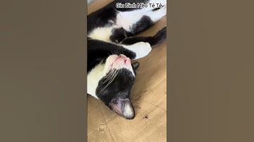 The black white cat so cute ❤️❤️❤️😘😘 #cat #funnyvideo #meow #shorts #conmèo #mèo