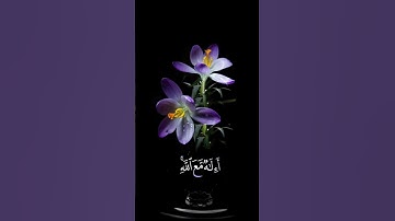 صباح الخير 💜 حالات واتس اب مقاطع قصيره💜قران كريم سورة النمل نأمن يجيب المضطر💜احمد النفيس بدون حقوق