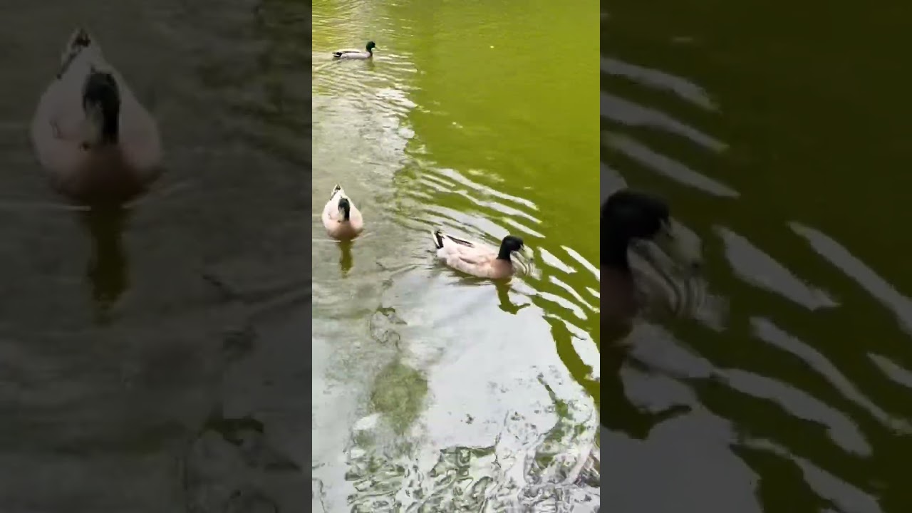 I love duck pics ❤️