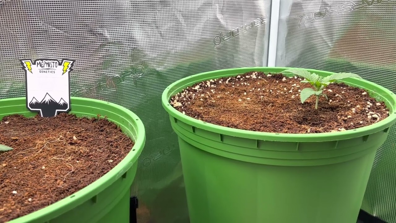 Creme De La Chem by Mephisto Genetics grow