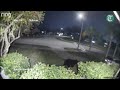 A bear makes its way through Oldsmar. Could it be the same one spotted in Tampa?